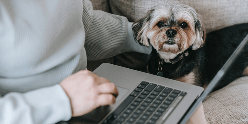 Dog next to laptop, working from home